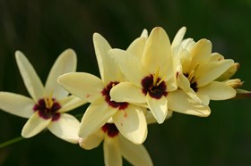 Ixia Yellow Emperor