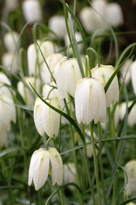 Fritillaria meleagris Alba
