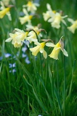 Narcissus W.P. Milner 