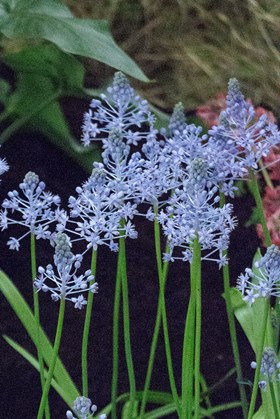 Scilla litardierei