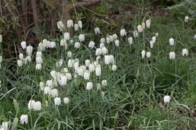 Fritillaria meleagris Alba