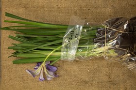 Iris unguicularis Marondera     