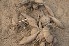 Dahlia Arabian Night