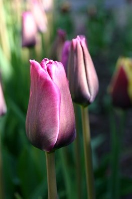Tulipa Bleu Aimable