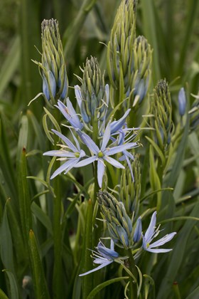 Camassia Blue Heaven