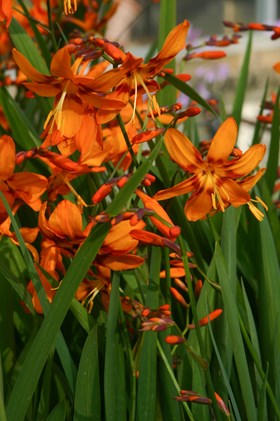 Crocosmia Emily McKenzie