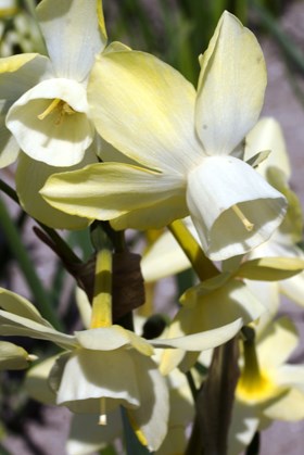 Narcissus Moonlight Sensation