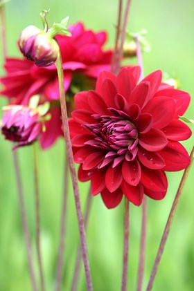 Dahlia Arabian Night