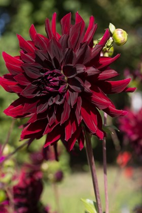 Dahlia Rip City