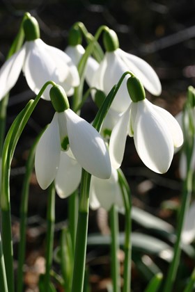 Galanthus S Arnott