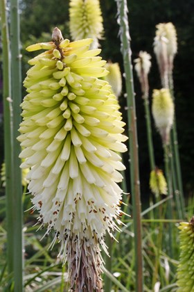 Kniphofia Ice Queen