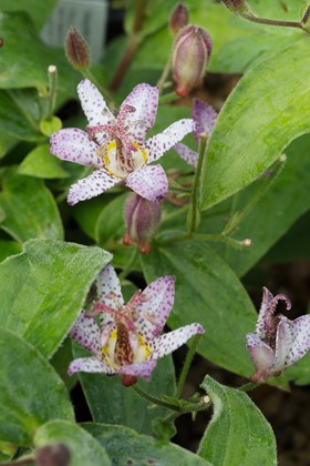 Tricyrtis formosana Pink Freckles
