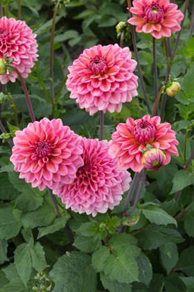Dahlia Salmon Runner
