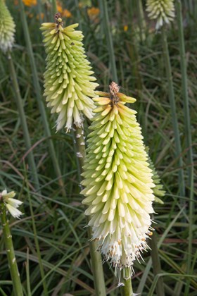 Kniphofia Ice Queen