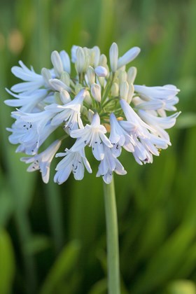 Agapanthus Blue Rinse