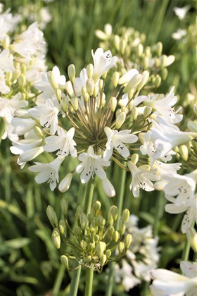 Agapanthus Headbourne White