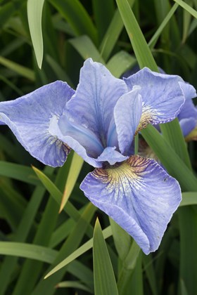 Iris sibirica Cambridge