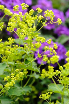 Alchemilla mollis