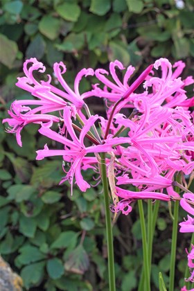 Nerine Trio Collection