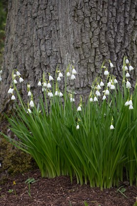 Leucojum aestivum