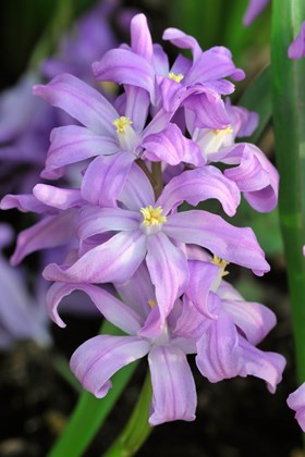 Chionodoxa luciliae Violet Beauty