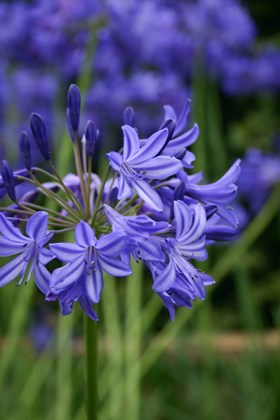 Agapanthus Northern Star