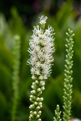 Liatris spicata Alba