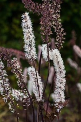 Actaea simplex Brunette