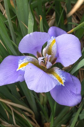 Iris unguicularis Marondera     