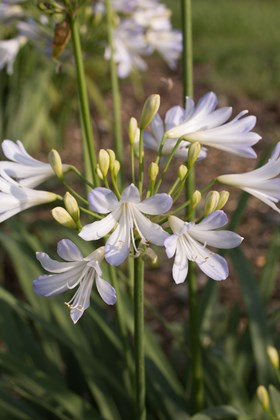 Agapanthus Silver Baby