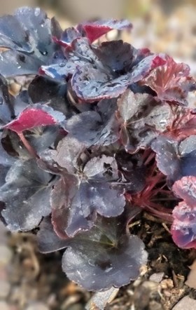 Bold Colour Perennial Collection (6 x 2 Litre Plants)