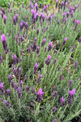 Lavandula Javelin Deep Purple