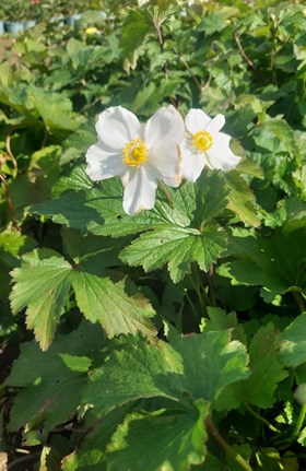 Anemone Honorine Jobert