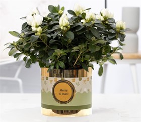 Azalea simsii white(Pure)