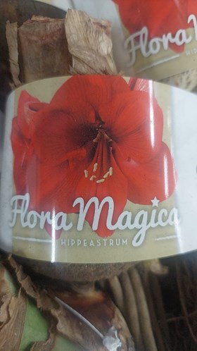Hippeastrum Red