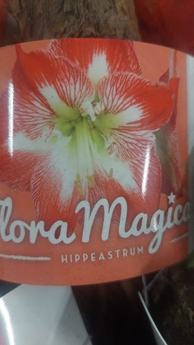 Hippeastrum Red / White