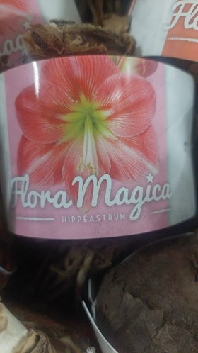 Hippeastrum Pink