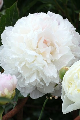 Paeonia ‘Duchesse de Nemours‘