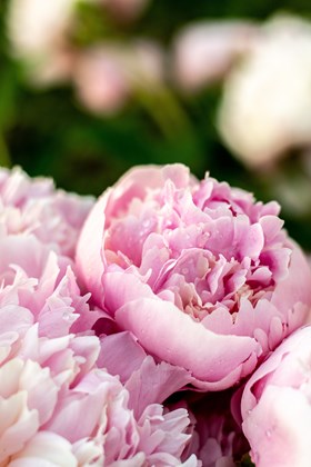 Paeonia 'Monsieur Jules Elle'