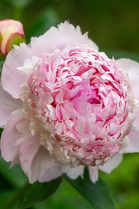 Paeonia 'Angel Cheeks'