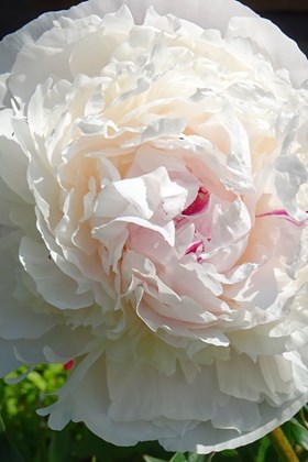 Paeonia 'Vogue'