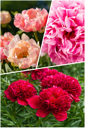 Premium Hybrid Trio - Peonies