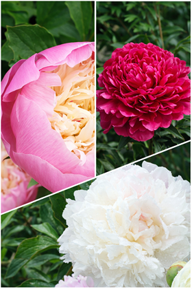 Classic Garden Favourite Trio - Peonies