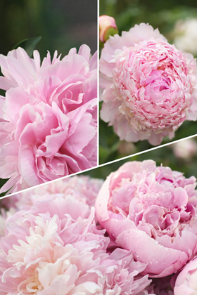 Romantic Pastel Trio - Peonies