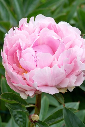 Paeonia 'Dinner Plate'