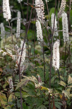 Actaea Silver Dance