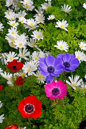 Anemone De Caen