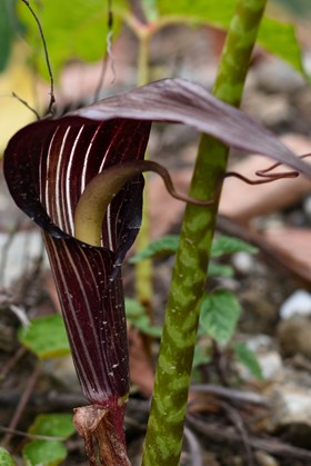 Arisaema speciosum