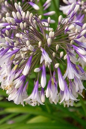 ​Agapanthus Fireworks