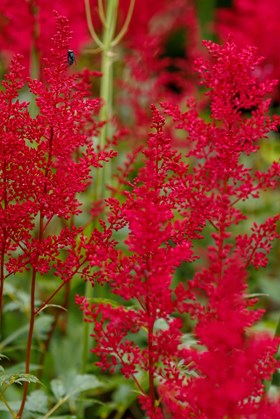 Astilbe Hot Pearls